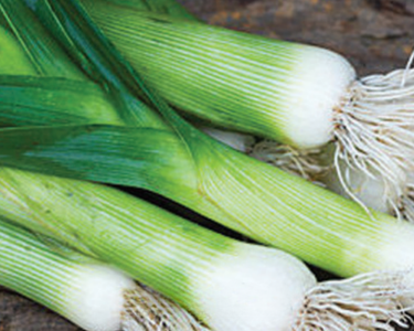 Dawn Giant Leek Seeds